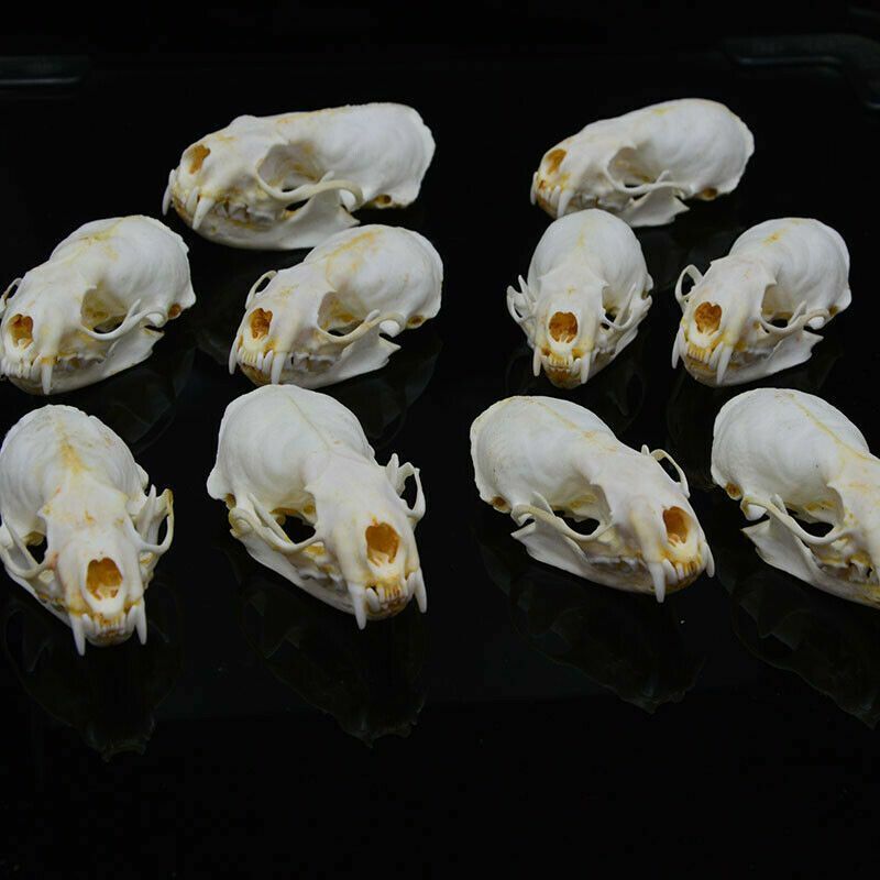 1/2/3/4/5/10Pcs/Lot Mink Skull Specimens 4-9cm Animal Bones Unique Gifts Decors
