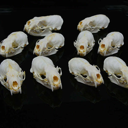 1/2/3/4/5/10Pcs/Lot Mink Skull Specimens 4-9cm Animal Bones Unique Gifts Decors
