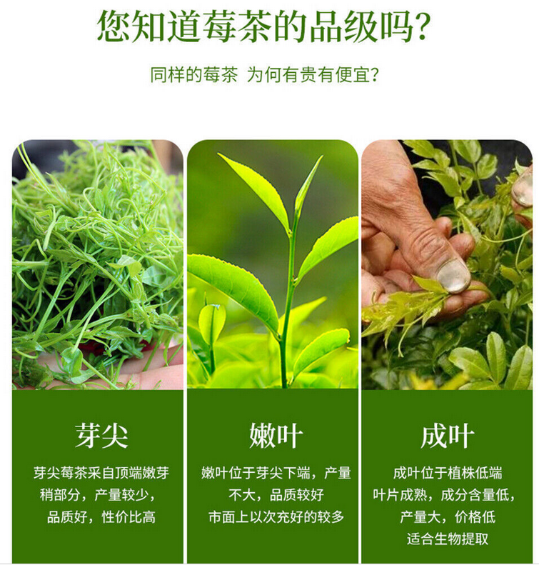 正品张家界莓茶 富含黄酮特级野生龙须芽尖藤茶土家养生茶 Zhangjiajie meicha tengcha natural health herbal tea