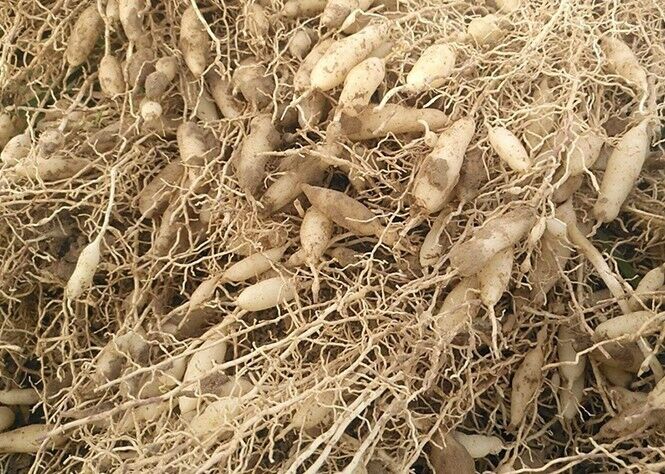 Natural Dried Radix Ophiopogonis Tuber Mai Dong tea China herb tea