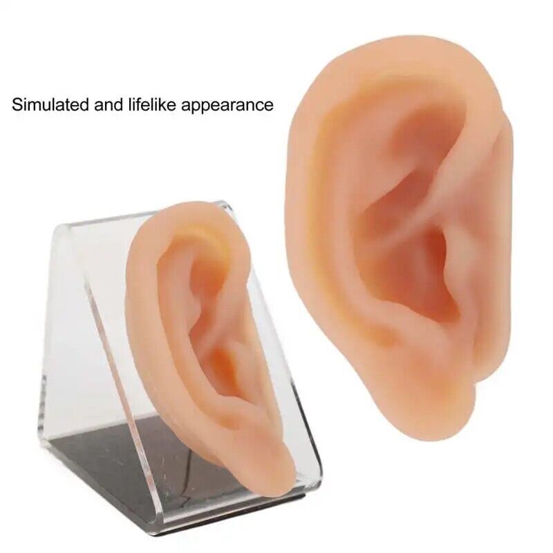 Ear Model Silicon Simulated Piercing Acupuncture Practice Tool W/ Display Stands