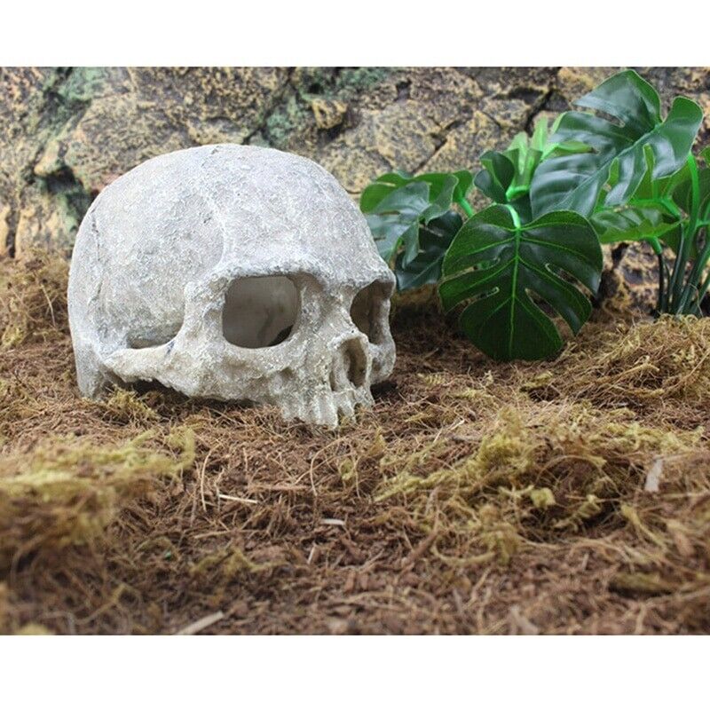 Aquarium Decoration Resin Head Skull Statue Lizard Terrarium Ornament 14x10x11cm