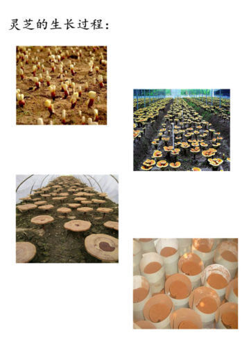 500g Chinese Wild Ganoderma Lucidum Tea Powder Reishi Spore Powder Herbal Tea