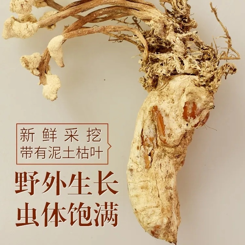 Golden Cicada Flower Isaria cicadae Miq Big Cordyceps Sinensis 100g/3.52oz