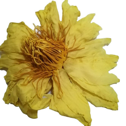 Natural New Bright Yellow Dried Lotus Flower Lotus Flowers Blooming Tea 500g