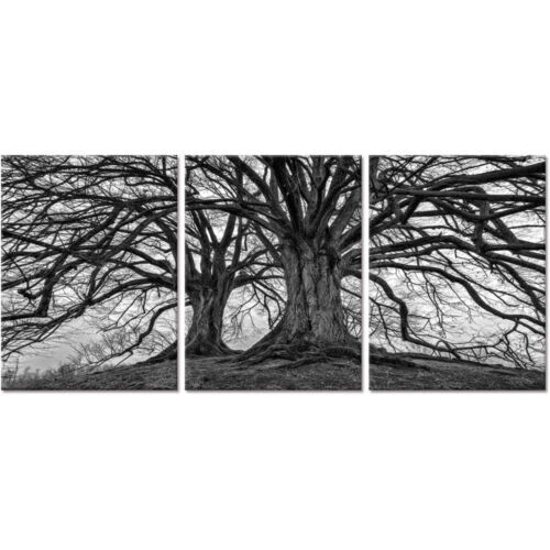 Giant Tree Monochrome 3 Pieces Canvas Print Wall Art Home Decor Cuadros
