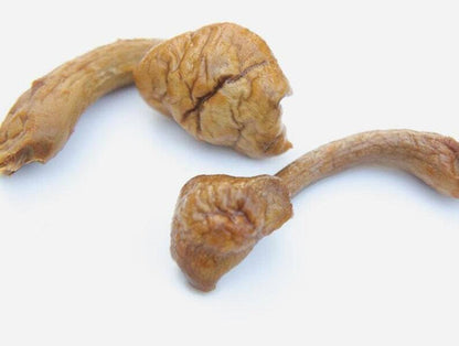 Recommend Pholiota Nameko Premium Dried Nameko Mushroom Very Delicious
