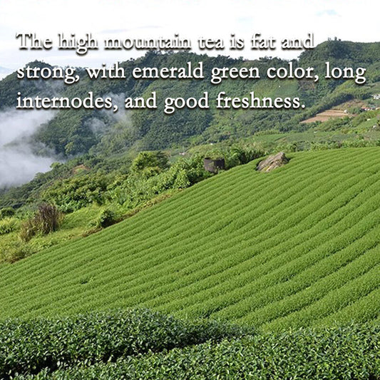 Jin Xuan Milk Oolong Tea Taiwan Alishan High Mountain Milk-scented Wulong Tea