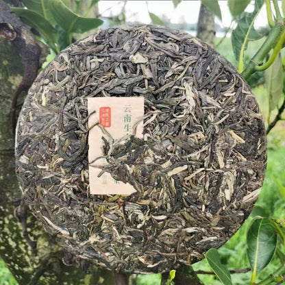 357g Yunnan Qizi Pu-erh Tea Cake Original Forest Puerh Sheng Tea Pu'er Green Tea