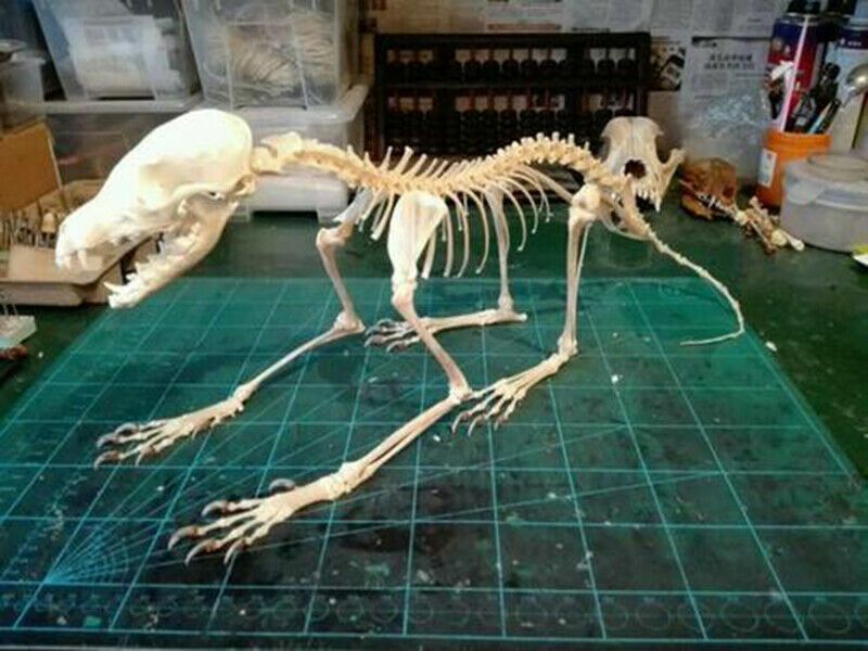 Vulpes Real Cross Fox Skulls Specimens Organic Material Complete Animal Skeleton