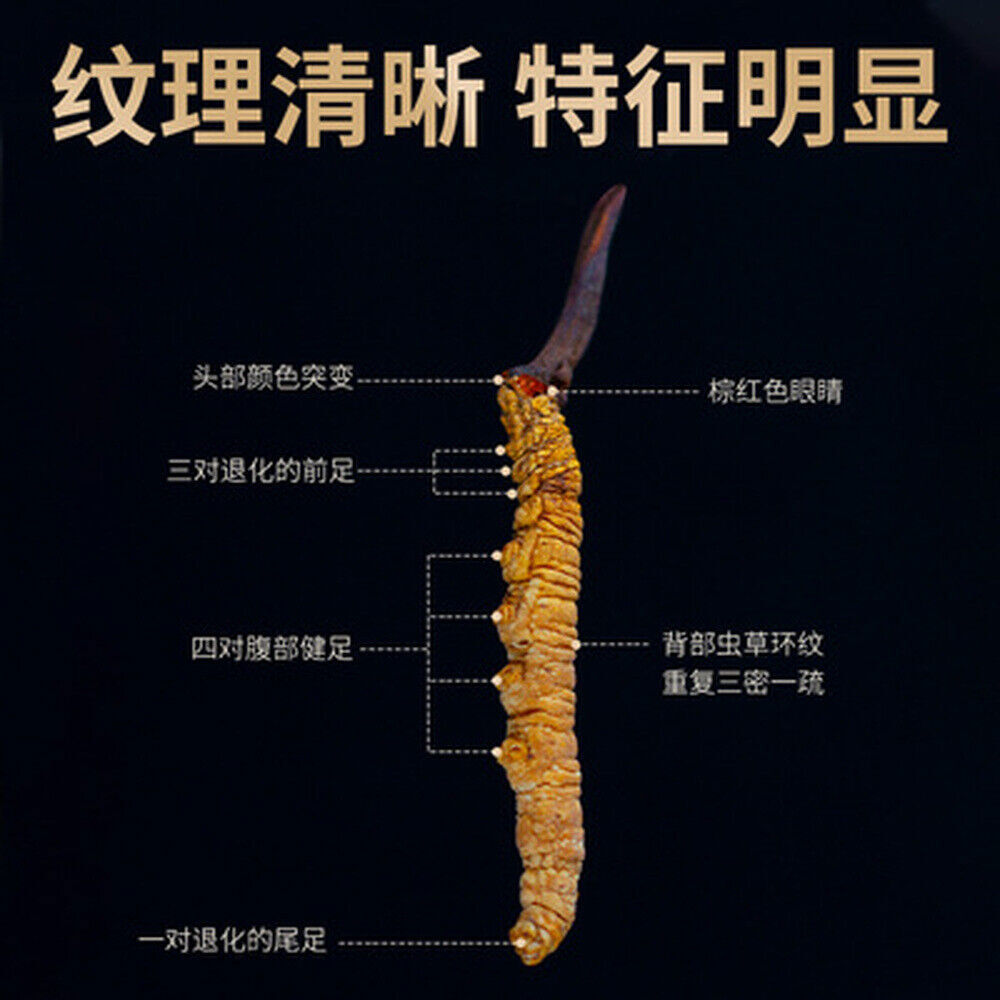 Wild Cordyceps Sinensis From High Himalaya China Tibet Puretaste 2pcs(1g)