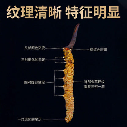 Wild Cordyceps Sinensis From High Himalaya China Tibet Puretaste 2pcs(1g)
