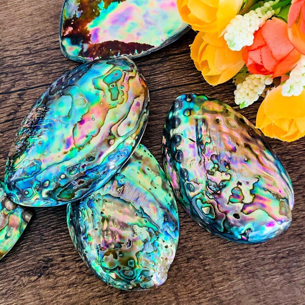 Sea Shells Conch Natural Abalone Aquarium Landscape Home Decoration 35-45mm 2Pcs