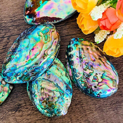 Sea Shells Conch Natural Abalone Aquarium Landscape Home Decoration 35-45mm 2Pcs