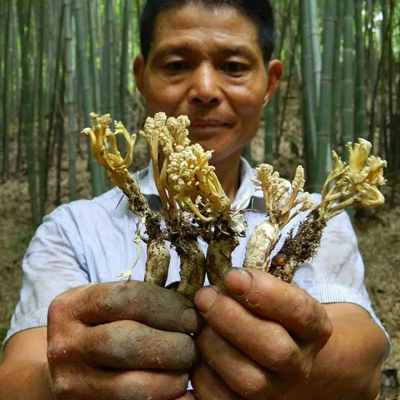 Golden Cicada Flower Isaria cicadae Miq Big Cordyceps Sinensis 100g/3.52oz