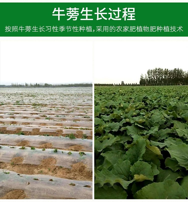 Natural Healthy Burdock Tea 牛蒡根正宗黄金牛蒡茶精选牛蒡片 健胃润肠 美容养颜