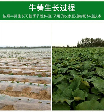 Natural Healthy Burdock Tea 牛蒡根正宗黄金牛蒡茶精选牛蒡片 健胃润肠 美容养颜
