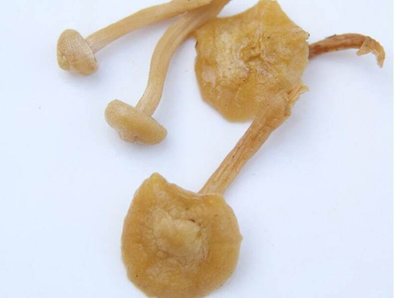 Dried Wild Lentinus Edodes Premium Yellow Champignon Very Delicious Top Quality