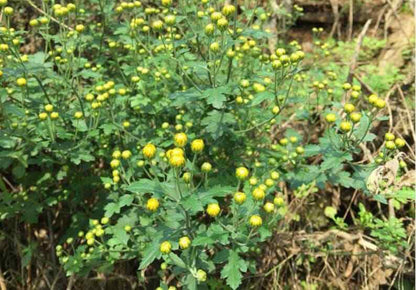Organic Wild Chrysanthemum Buds Tea, Wild chrysanthemum flower Chrysanthemum Tea