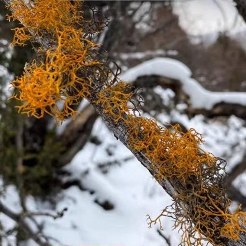 Organic Dried Red Thamnolia Vermicularia, Red Snow Tea