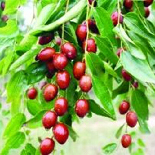 Premium Bio Getrocknete Chun Jujube Yu-Date Früchte Gute Datteln Red Date 250g