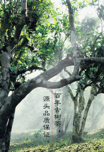 Yunnan Aged Ancient Tree Tea Leaves Ripe Puerh Lao Ban Zhang Puerh Tea Cake 357g