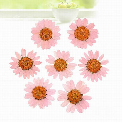 Dried Flowers Pressed Dry Daisy Epoxy Resin Jewelry Making Materials 120Pcs/Lot