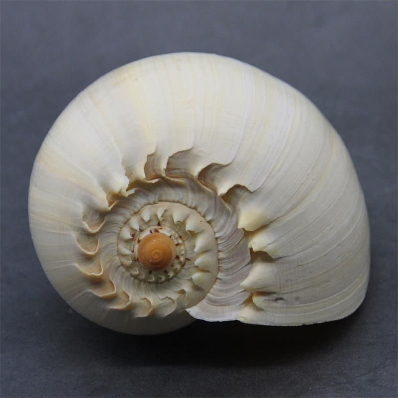 Natural Conch Shell Large Yellow Sea Snail Aquarium Decoration Ornaments 17-19cm