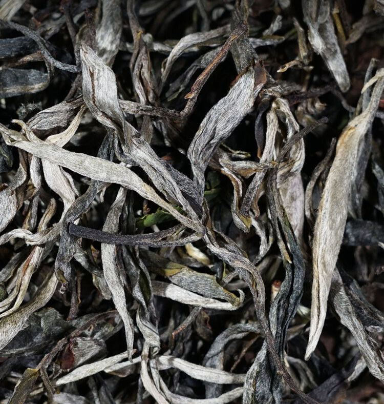 YunNan LinChang BingDao BaWai Ancient Tree Spring Pu'er Tea Pu'er Tea-