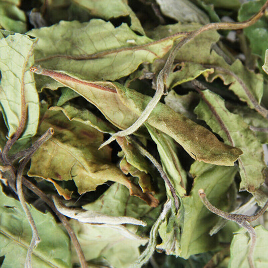 Bulk White Tea Top Yunnan Specialty Big Leaf Honey Flavour Organic White Tea500g