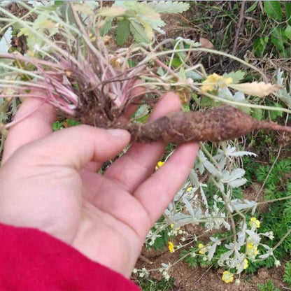 Wild Dried Herba Potentillae Discoloris Discolor Cinquefoil Fan Bai Cao