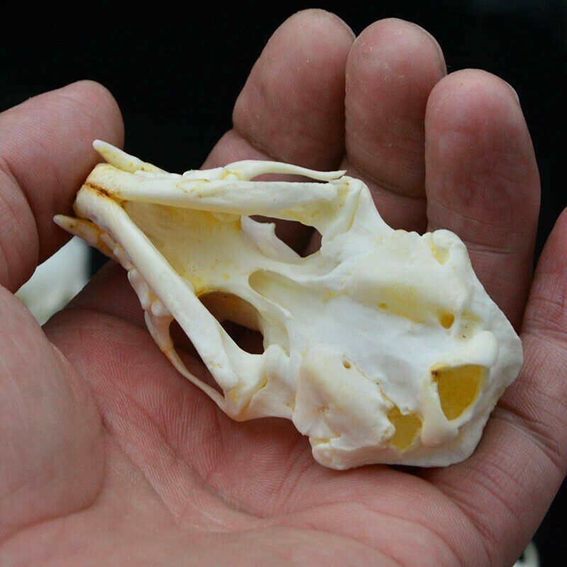 1/2/3/4/5/10Pcs/Lot Mink Skull Specimens 4-9cm Animal Bones Unique Gifts Decors