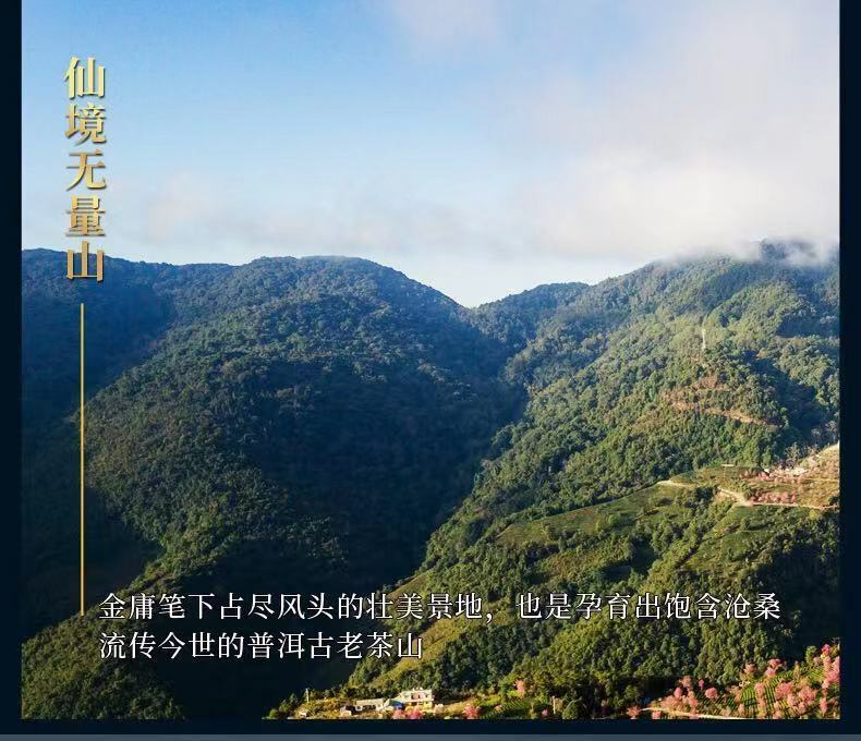 Pu-Erh, Shengjiayuan, Wuliangshan (Ancient Tree Pure Material) Tea District, 2019y, 357g