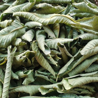 100% Original Guava Leaves Herbal Tea Weight Loss Fat Burner Skin Care
