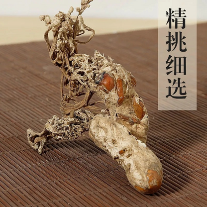Golden Cicada Flower Isaria cicadae Miq Big Cordyceps Sinensis 100g/3.52oz