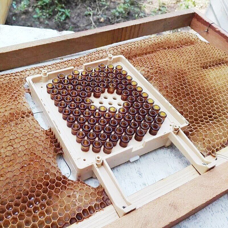 Beekeeping Kit Queen Bee Rearing System Larva Move Cage Beekeeper Supplies