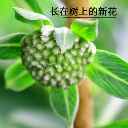 Wild Golden Grapevine Flower Natural Himalayan Tibetan Herbal Tea