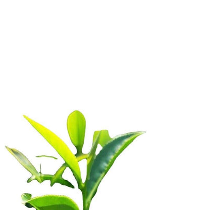 Taiwan Frozen Top Oolong Oolong Tea Spring Tea Selected Taiwan High Mountain Tea