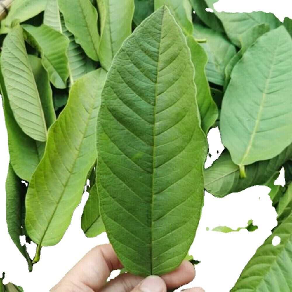 Guava leaf herbal tea for weight loss fat burner skin care 100% raw food