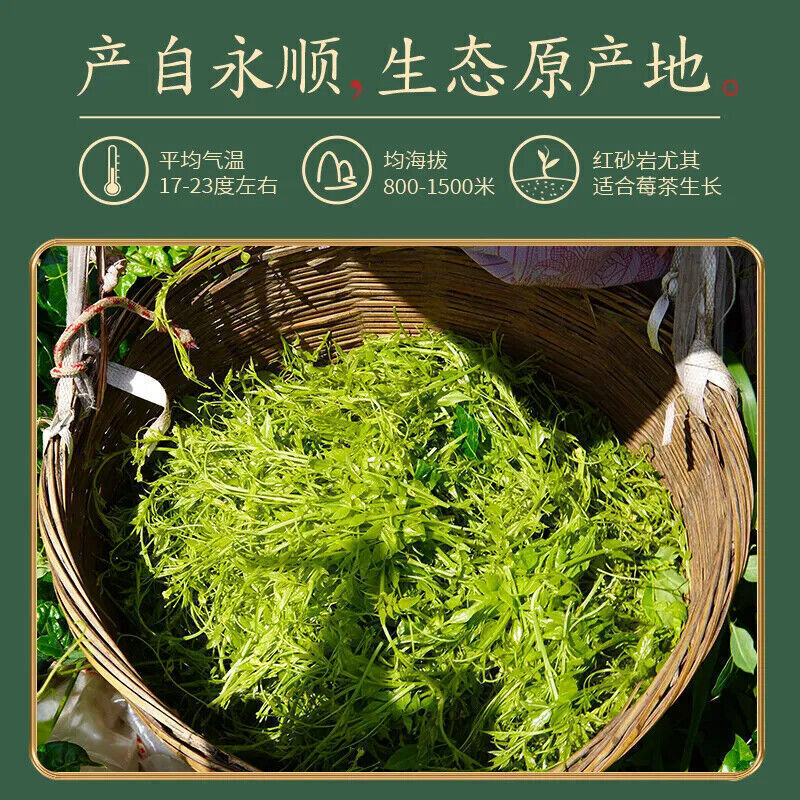 Premium Wild Bud Tips Mei Tea 永顺莓茶张家界特级野生养生藤茶 湘西土家特产