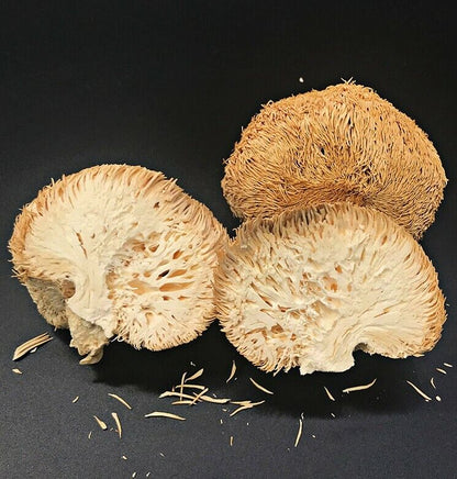 Dried Lion's Mane Bearded Tooth Mushrooms Hericium Erinaceus Fungus