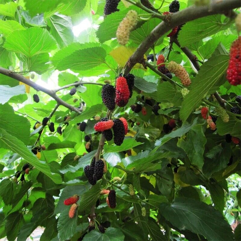 fruit juice powder Chinese herbal 500g 100% pure mulberry