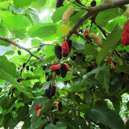 fruit juice powder Chinese herbal 500g 100% pure mulberry
