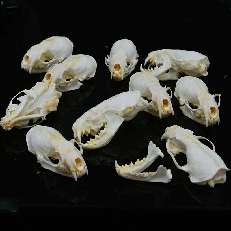 1/2/3/4/5/10Pcs/Lot Mink Skull Specimens 4-9cm Animal Bones Unique Gifts Decors