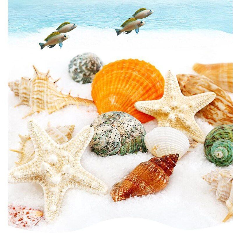 Crab Shells Mixed Ocean Hermit DIY Seashell Fish Tank Wedding Decor 4-6cm 11Pcs