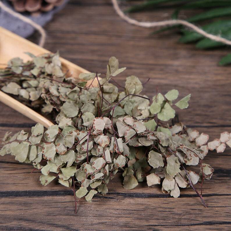 Herbal Adiantum Capillus-veneris Maidenhair Fern Tie Xian Cao Great Quality