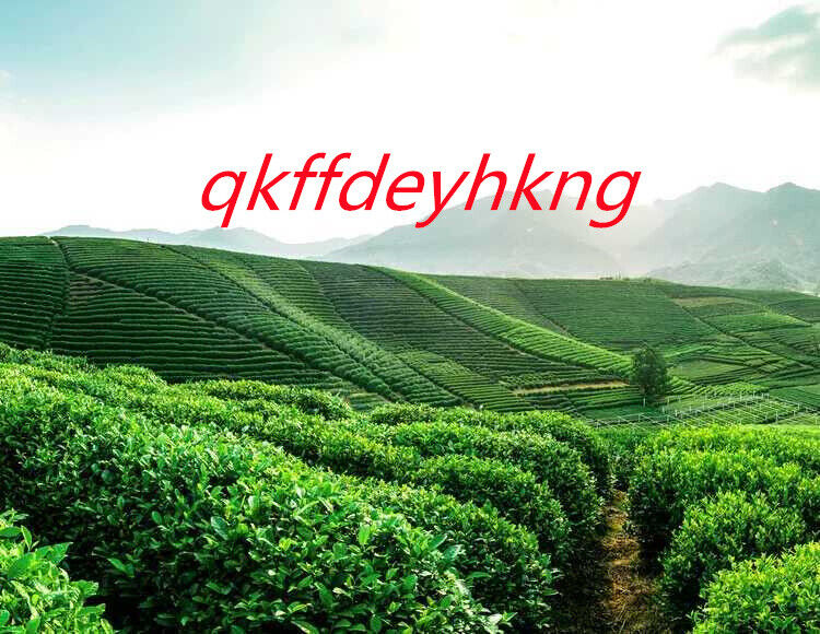 New Spring Tea High Fragrance Green Tea 新春茶高香绿茶绿茶高山云雾炒青茶1斤 500g
