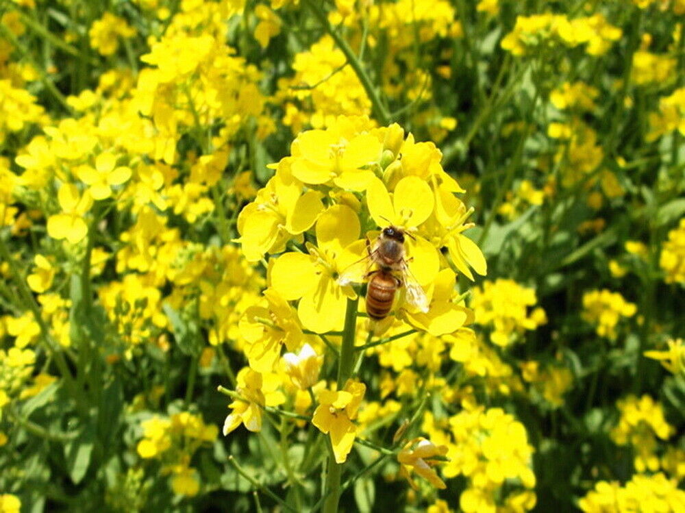 Brassica Napus Precaution forCerebrovascular Diseases Rapeseed Cardiovascular