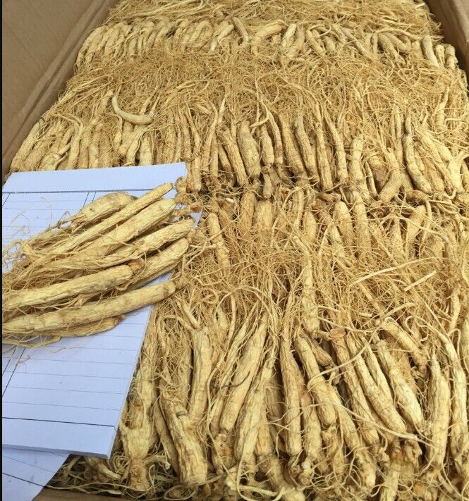 Natural Dry ChangBai Mountains Wild Ginseng Root Transplant Wild Ginseng roots