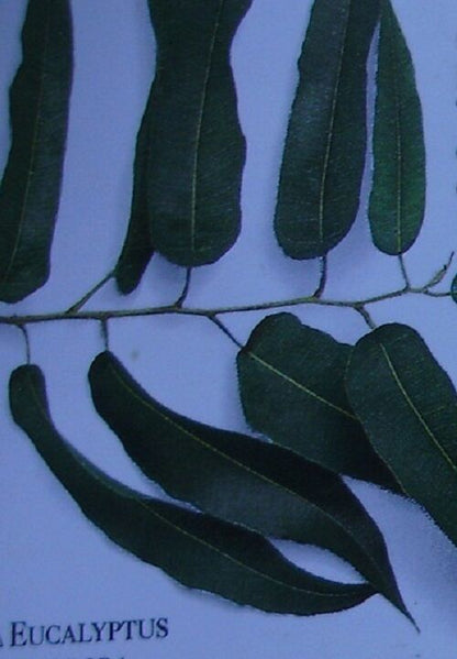 EUCALYPTUS LEAF ORGANIC HERBAL TEA 500g Ausralian globulus Native dried herb